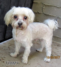 Maltese Dogs for adoption in Lindsay, CA, USA