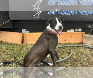 Borador Dogs for adoption in McKinleyville, CA, USA