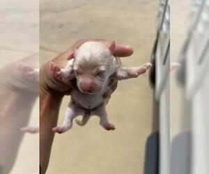 Chihuahua-Unknown Mix Dogs for adoption in Houston, TX, USA
