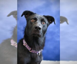 Huskies -Labrador Retriever Mix Dogs for adoption in Gloversville, NY, USA