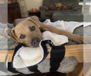 American Staffordshire Terrier-Unknown Mix Dogs for adoption in New Oxford , PA, USA