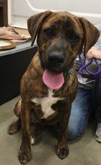 Boxador Dogs for adoption in Amarillo, TX, USA