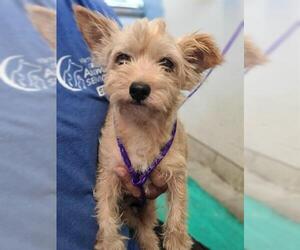 Norwich Terrier Dogs for adoption in Camarillo, CA, USA