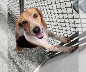 Beagle Dogs for adoption in Salisbury, NC, USA