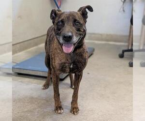 Mutt Dogs for adoption in Camarillo, CA, USA