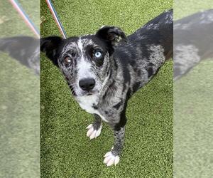 Catahoula Leopard Dog-Unknown Mix Dogs for adoption in Fayetteville, NC, USA