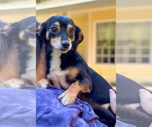 Chilier Dogs for adoption in Arlington, WA, USA