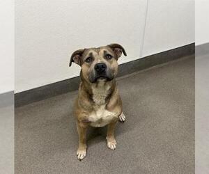 American Pit Bull Terrier-Unknown Mix Dogs for adoption in HESPERIA, CA, USA