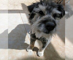 Miniature Labradoodle Dogs for adoption in Pena Blanca, NM, USA