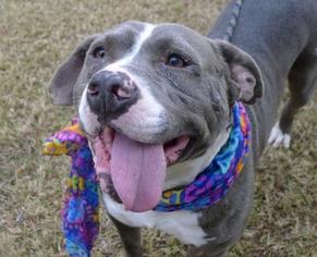 American Pit Bull Terrier-Unknown Mix Dogs for adoption in Helena, AL, USA