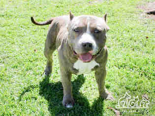 American Staffordshire Terrier Dogs for adoption in Irvine, CA, USA
