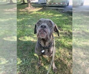 Mutt Dogs for adoption in Forestville, MD, USA