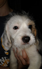 Malteagle Dogs for adoption in Commerce, GA, USA