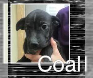 Mutt Dogs for adoption in Claremore, OK, USA