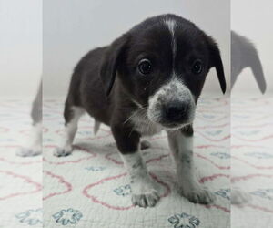 Australian Shepherd-Unknown Mix Dogs for adoption in Brewster, NY, USA