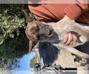 Australian Cattle Dog Dogs for adoption in Hanford, CA, USA
