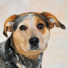 Mutt Dogs for adoption in Danville, KY, USA