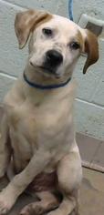 Lab-Pointer Dogs for adoption in Alpharetta, GA, USA