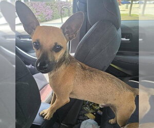 Chihuahua Dogs for adoption in San Antonio, TX, USA