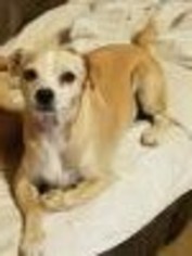 Jack Chi Dogs for adoption in San Antonio, TX, USA