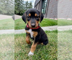 Mutt Dogs for adoption in Minneapolis, MN, USA