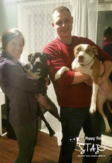 Bullboxer Pit Dogs for adoption in Northville, MI, USA