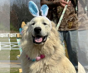 Great Pyrenees Dogs for adoption in Rockaway, NJ, USA