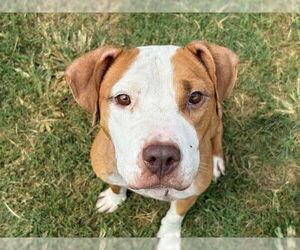 American Pit Bull Terrier-Unknown Mix Dogs for adoption in Tulsa, OK, USA