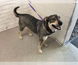 Siberian Husky Dogs for adoption in San Bernardino, CA, USA