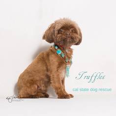Medium Photo #1 Shih Tzu Puppy For Sale in Campbell, CA, USA
