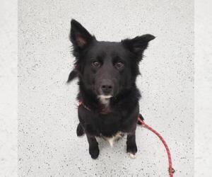 Border Collie Dogs for adoption in Galax, VA, USA