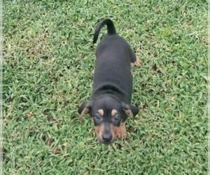 Doxie-Pin Dogs for adoption in West Palm Beach, FL, USA