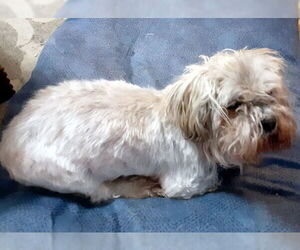 Lhasa Apso-Unknown Mix Dogs for adoption in Deepwater, NJ, USA