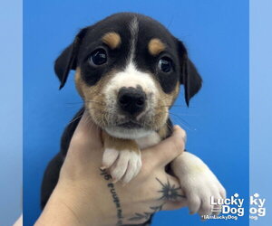 Mutt Dogs for adoption in Washington, DC, USA