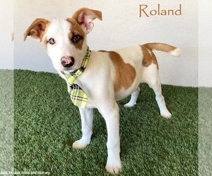 Jack Russell Terrier-Unknown Mix Dogs for adoption in San Diego, CA, USA