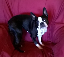 Boston Terrier Dogs for adoption in Campbell, CA, USA