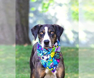 Catahoula Leopard Dog-Mountain Cur Mix Dogs for adoption in Unionville, PA, USA