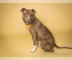 American Pit Bull Terrier Dogs for adoption in Corona, CA, USA