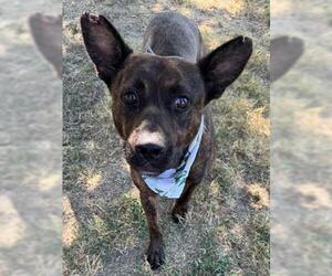 American Pit Bull Terrier-Unknown Mix Dogs for adoption in Tulsa, OK, USA