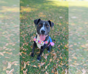 Labrador Retriever-Unknown Mix Dogs for adoption in San Diego, CA, USA