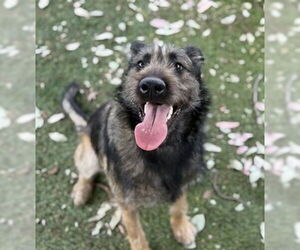 Mutt Dogs for adoption in Pasadena, CA, USA