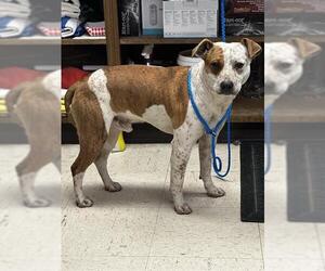 Mutt Dogs for adoption in Stockton, CA, USA