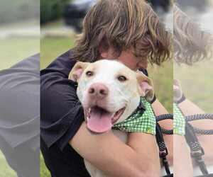 Labrador Retriever-Unknown Mix Dogs for adoption in Orangeburg, SC, USA