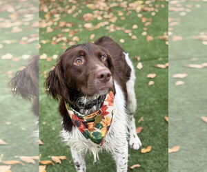 Brittany Dogs for adoption in Curwensville, PA, USA