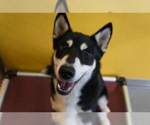 Siberian Husky Dogs for adoption in Norfolk, VA, USA