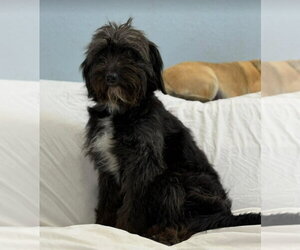 Mutt Dogs for adoption in Lakewood, CO, USA