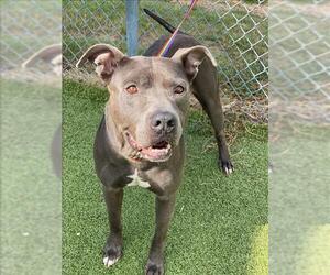 American Pit Bull Terrier Dogs for adoption in Fayetteville, NC, USA