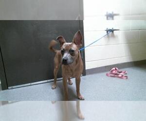 Labrador Retriever-Unknown Mix Dogs for adoption in Denver, CO, USA