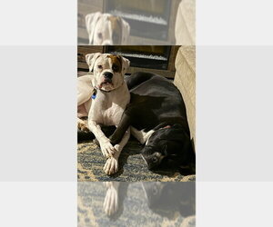 Boxer Dogs for adoption in Austin, TX, USA