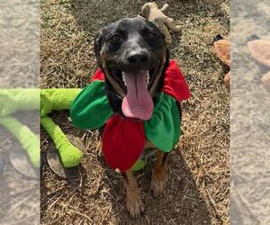 Mutt Dogs for adoption in Riverside, CA, USA